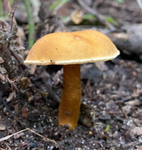 Gyroporus smithii image