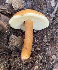 Gyroporus smithii image