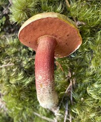 Amoenoboletus weberi image