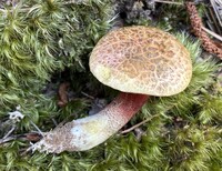 Amoenoboletus weberi image