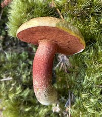 Amoenoboletus weberi image