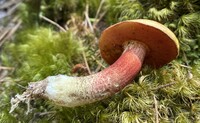 Amoenoboletus weberi image