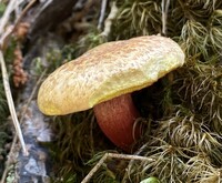 Amoenoboletus weberi image