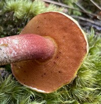 Amoenoboletus weberi image