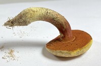 Amoenoboletus weberi image