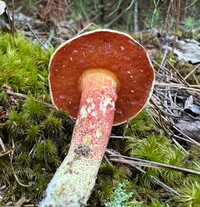 Amoenoboletus weberi image