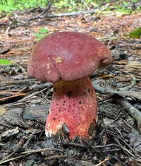Lanmaoa pallidorosea image