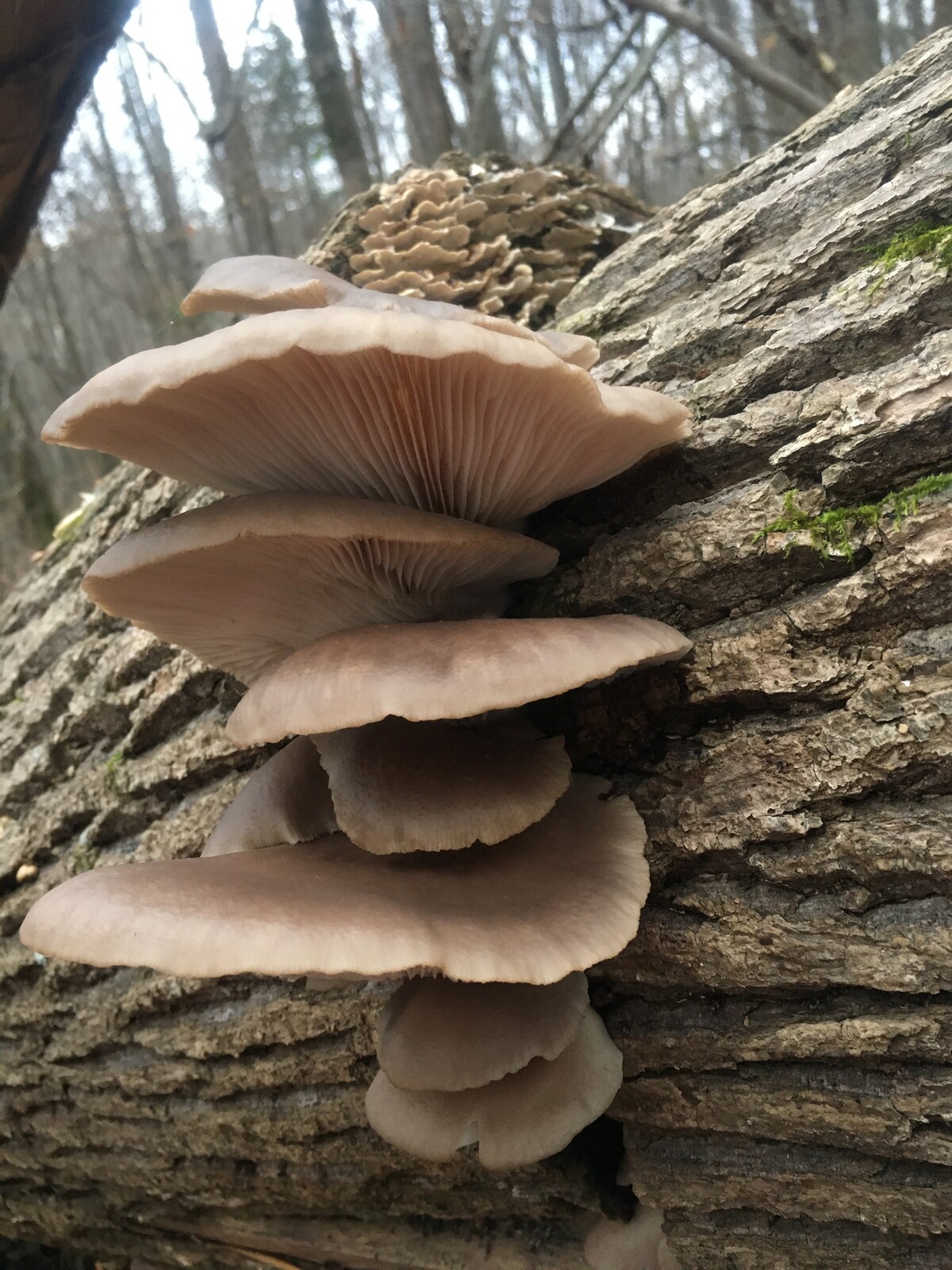 Pleurotus ostreatus image