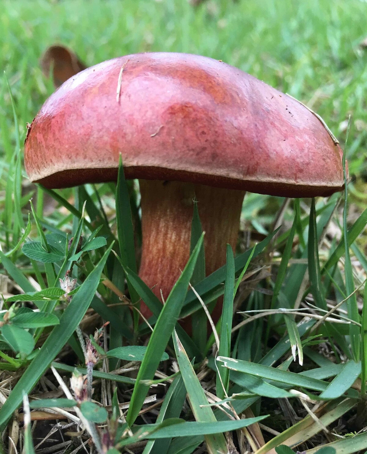 Rubroboletus dupainii image