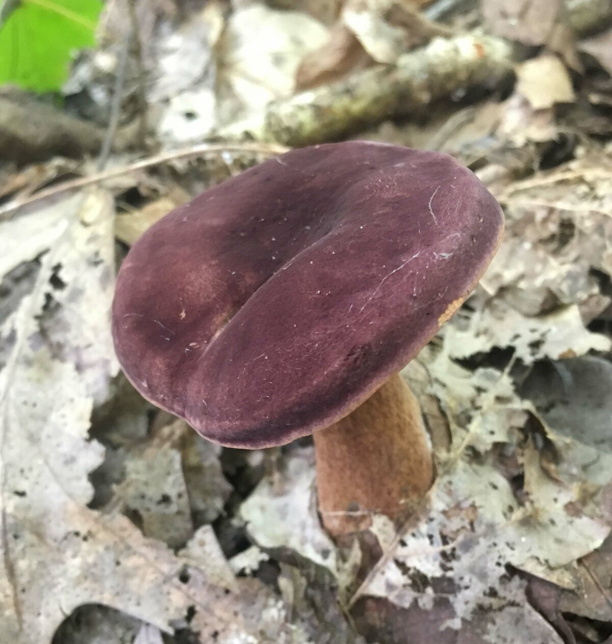 Tylopilus badiceps image