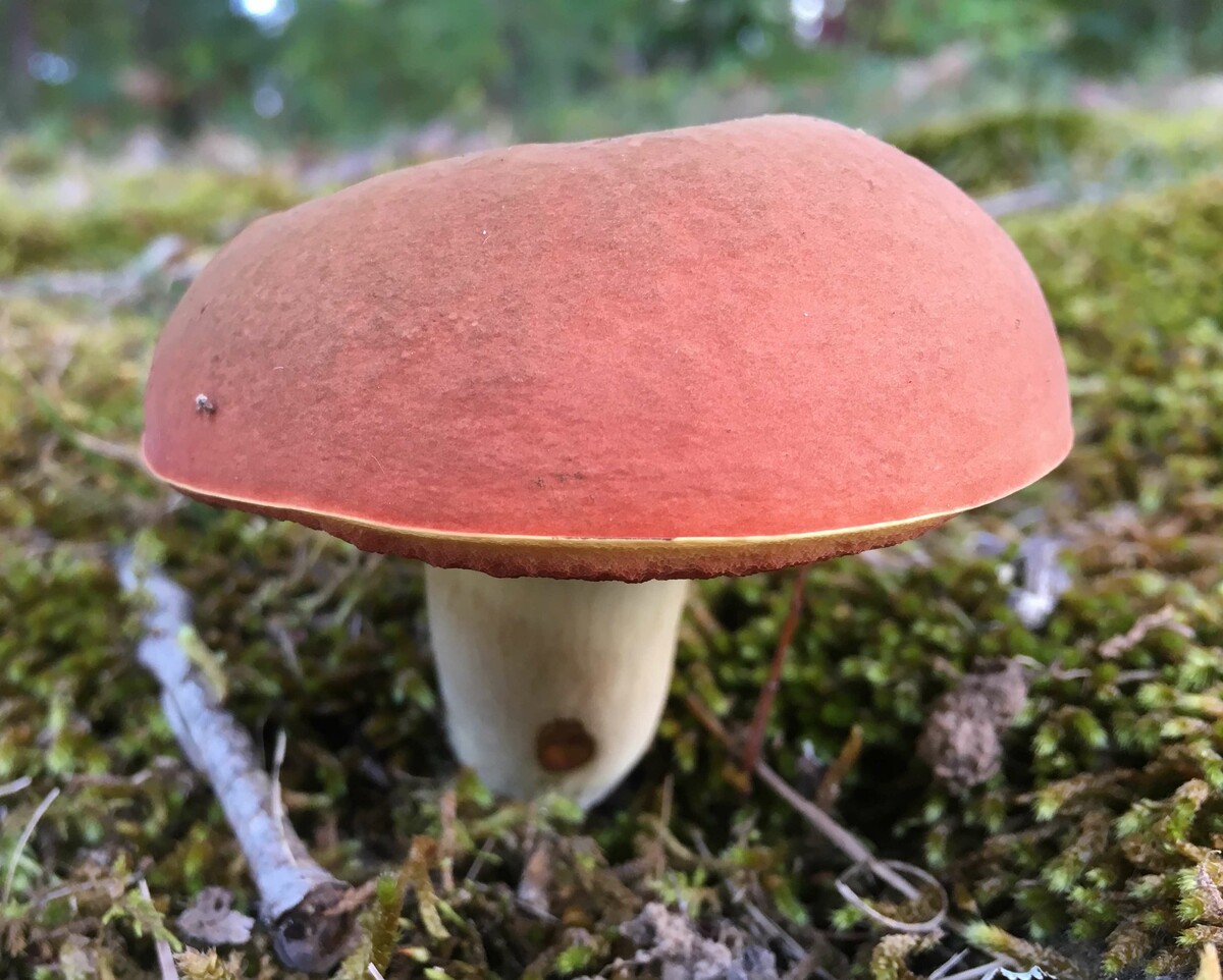 Boletus subluridellus image