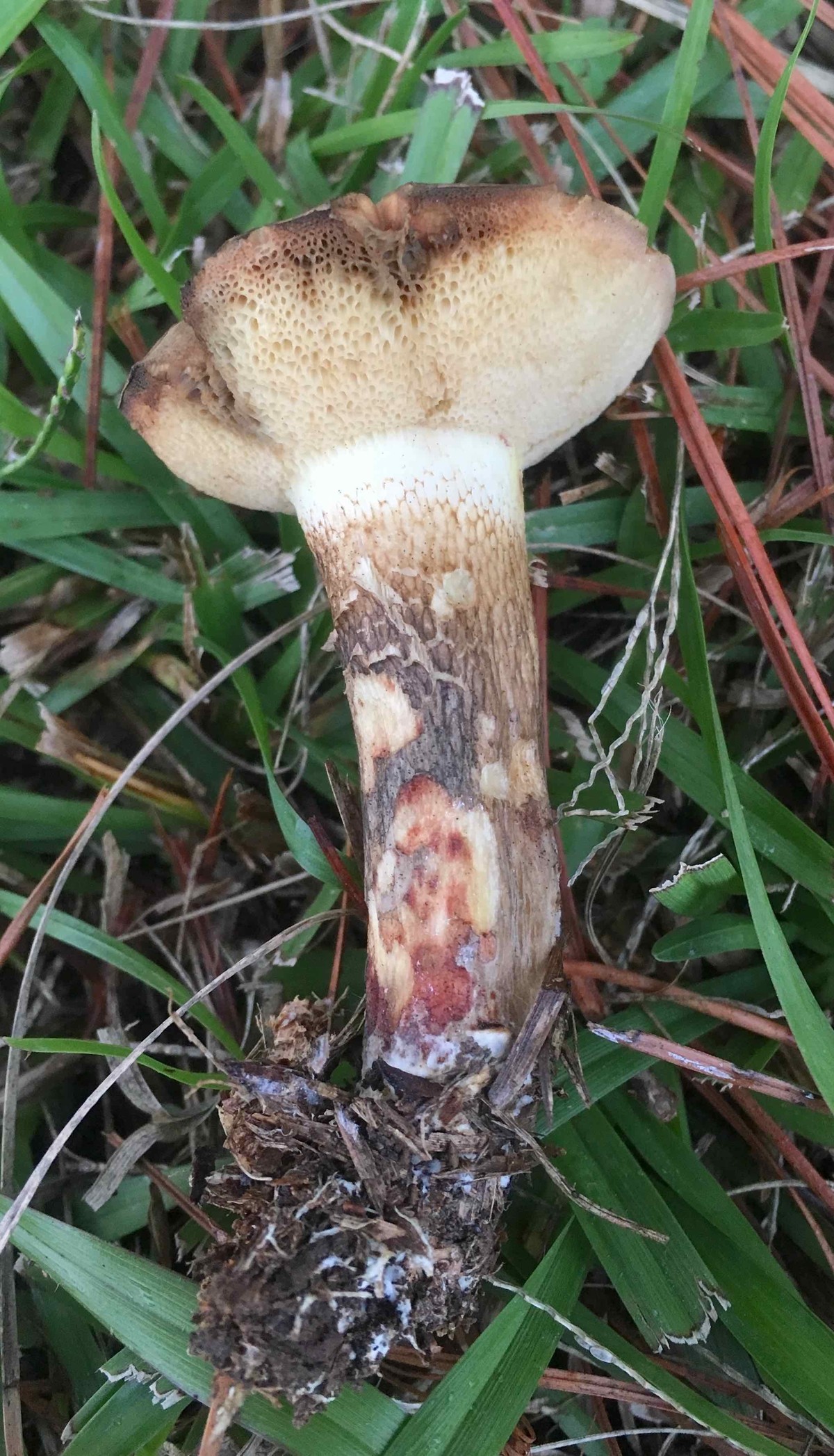 Retiboletus vinaceipes image