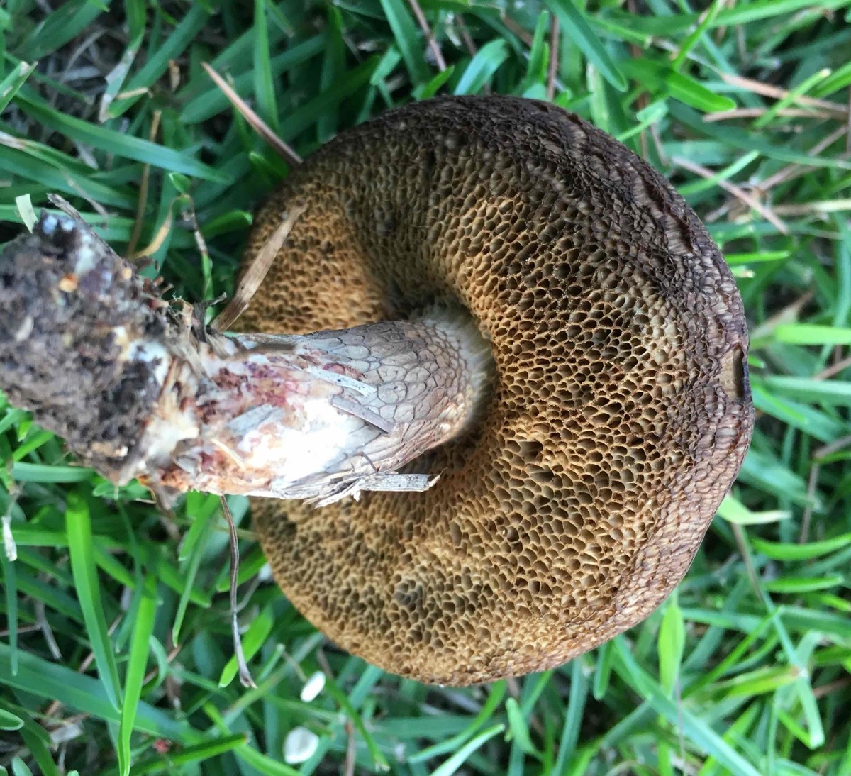 Retiboletus image