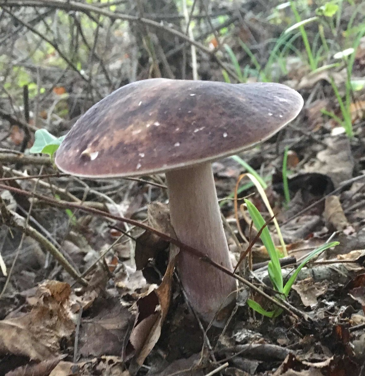 Xanthoconium image