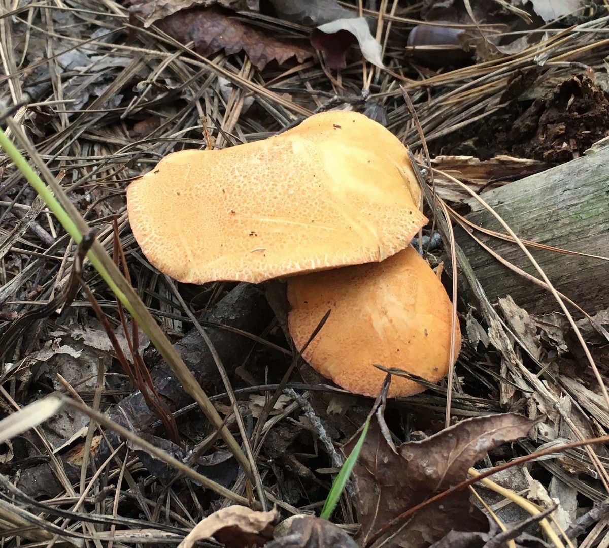 Suillus hirtellus image