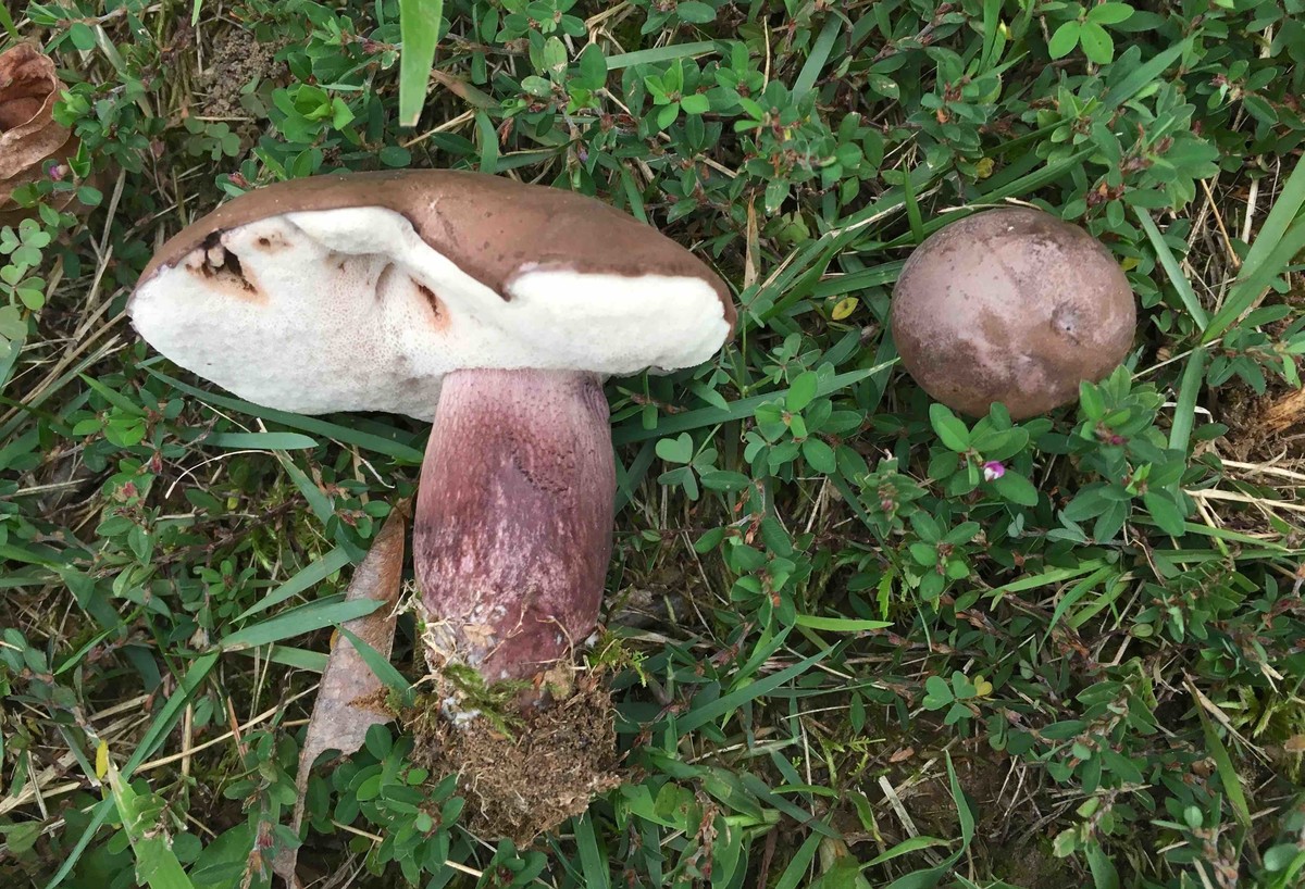 Tylopilus plumbeoviolaceus image