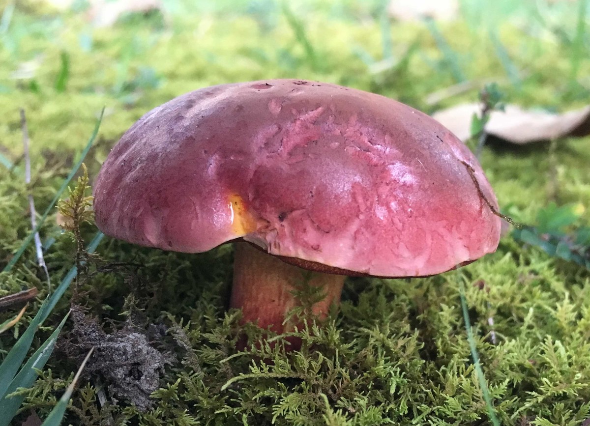Rubroboletus dupainii image