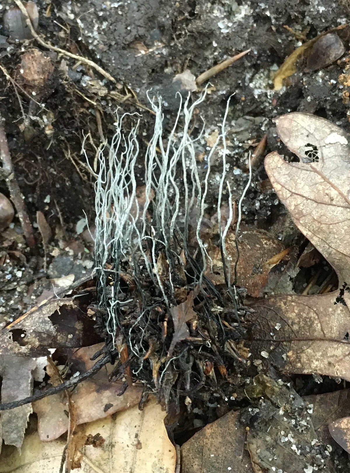 Xylaria liquidambaris image