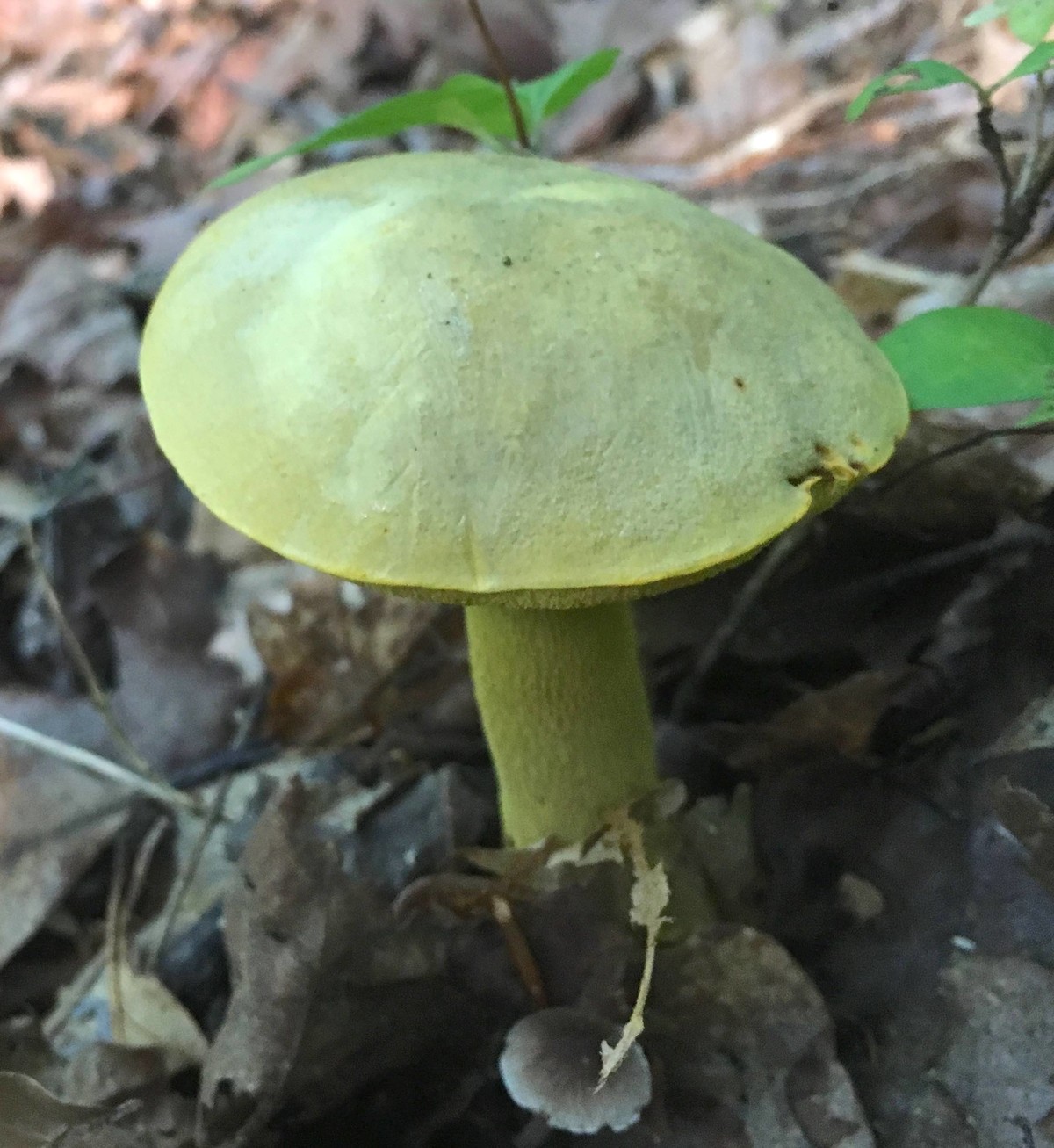 Retiboletus ornatipes image