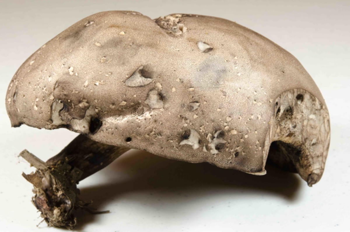 Tylopilus image