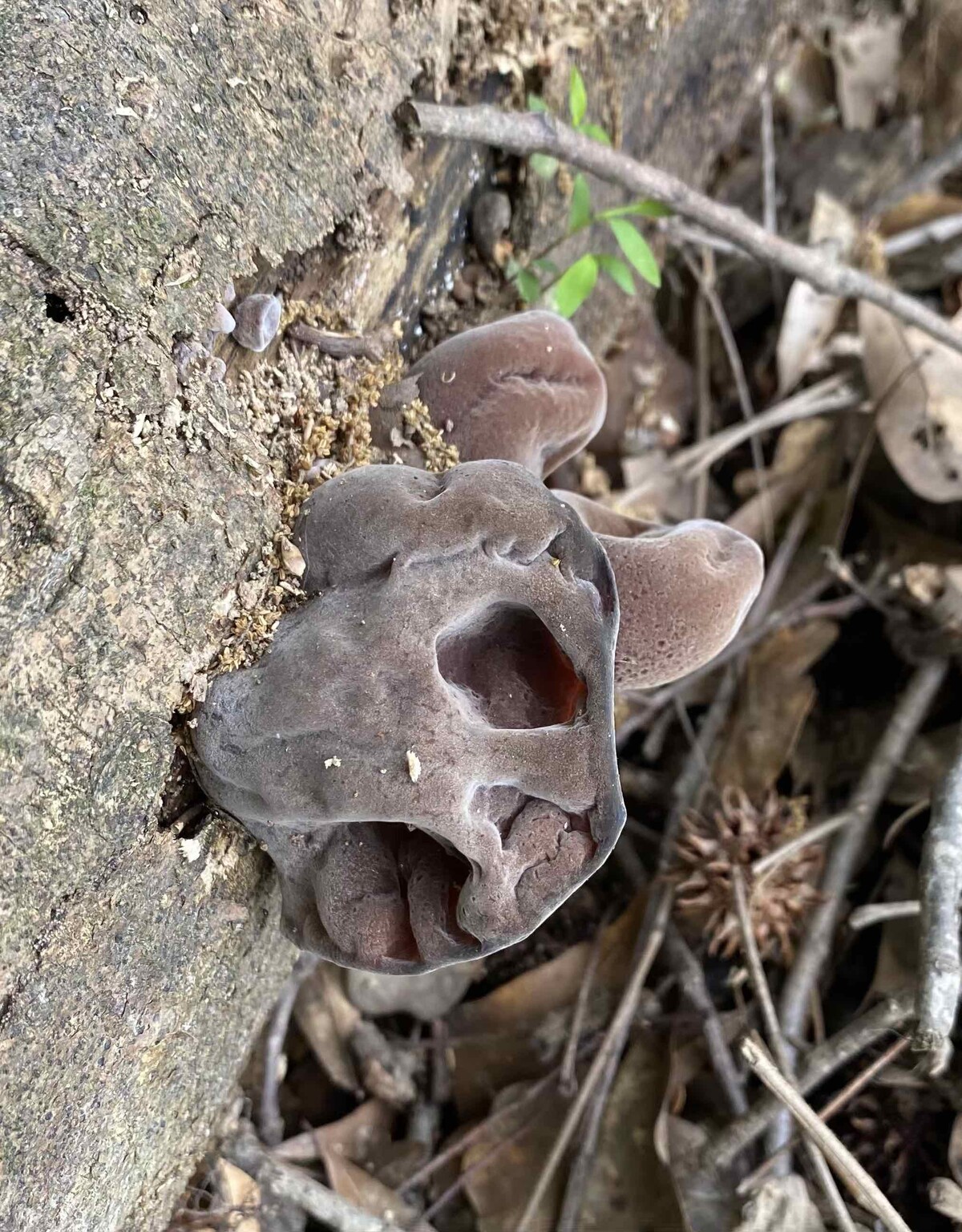 Auricularia image