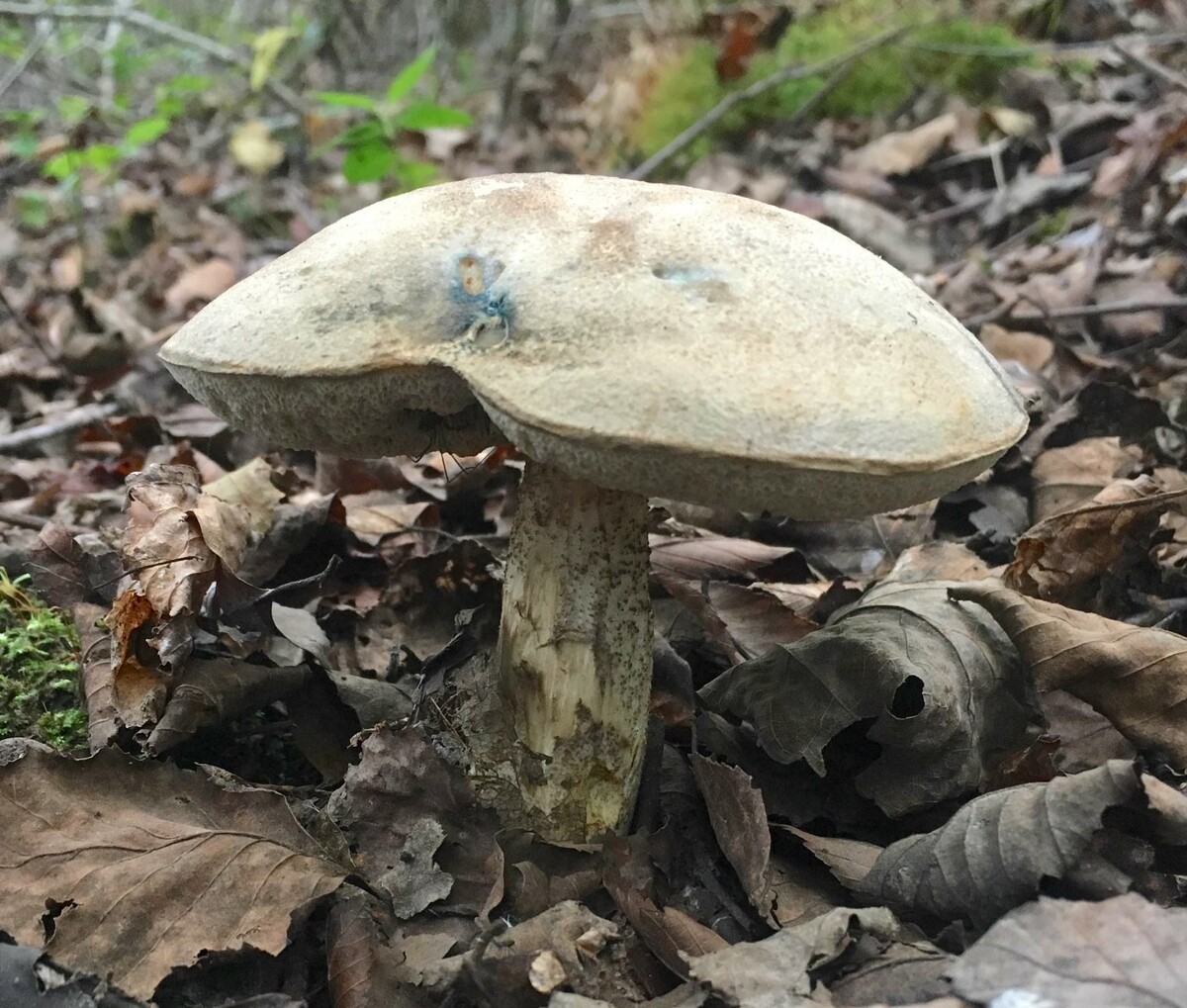 Leccinum image