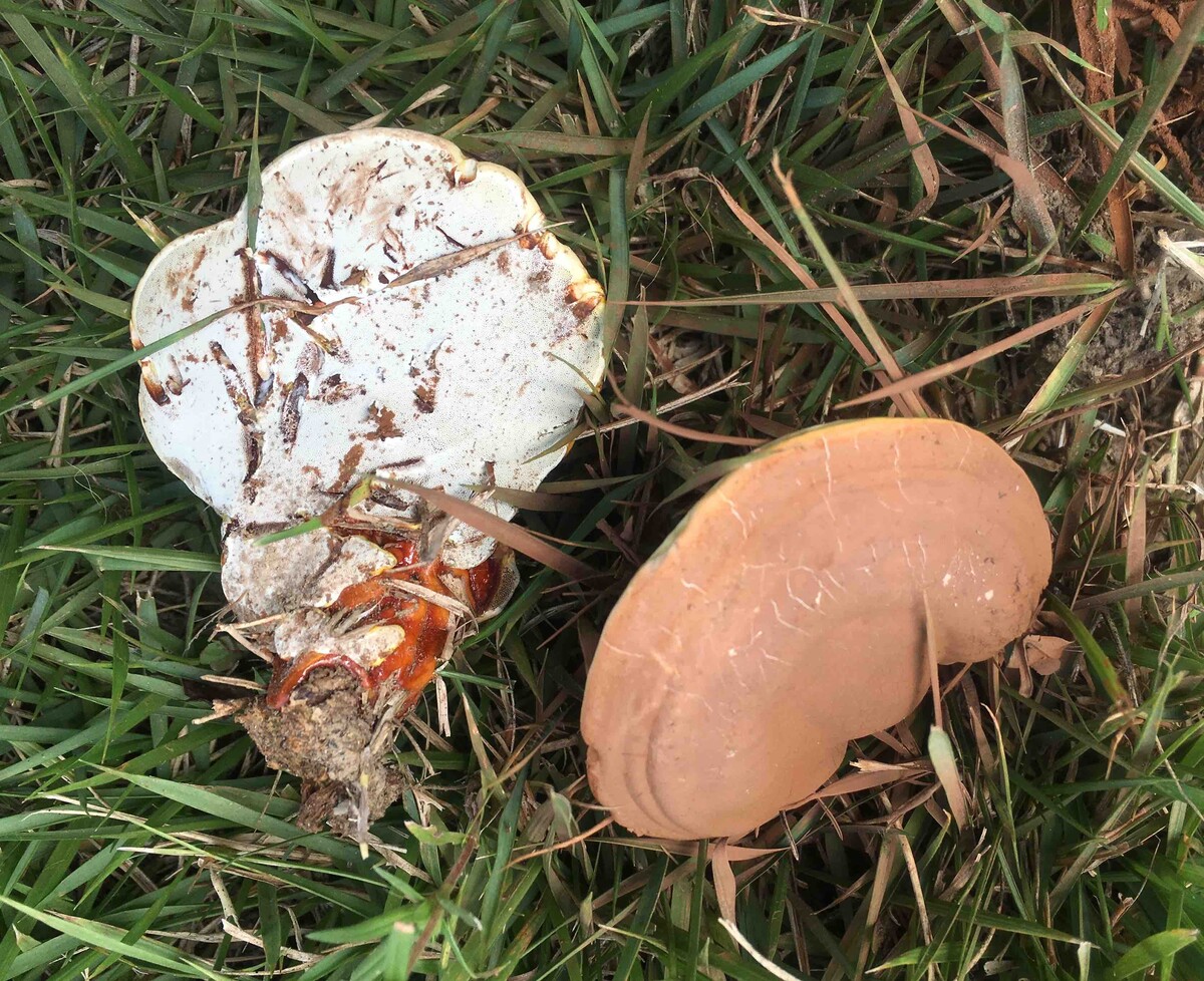 Ganoderma image