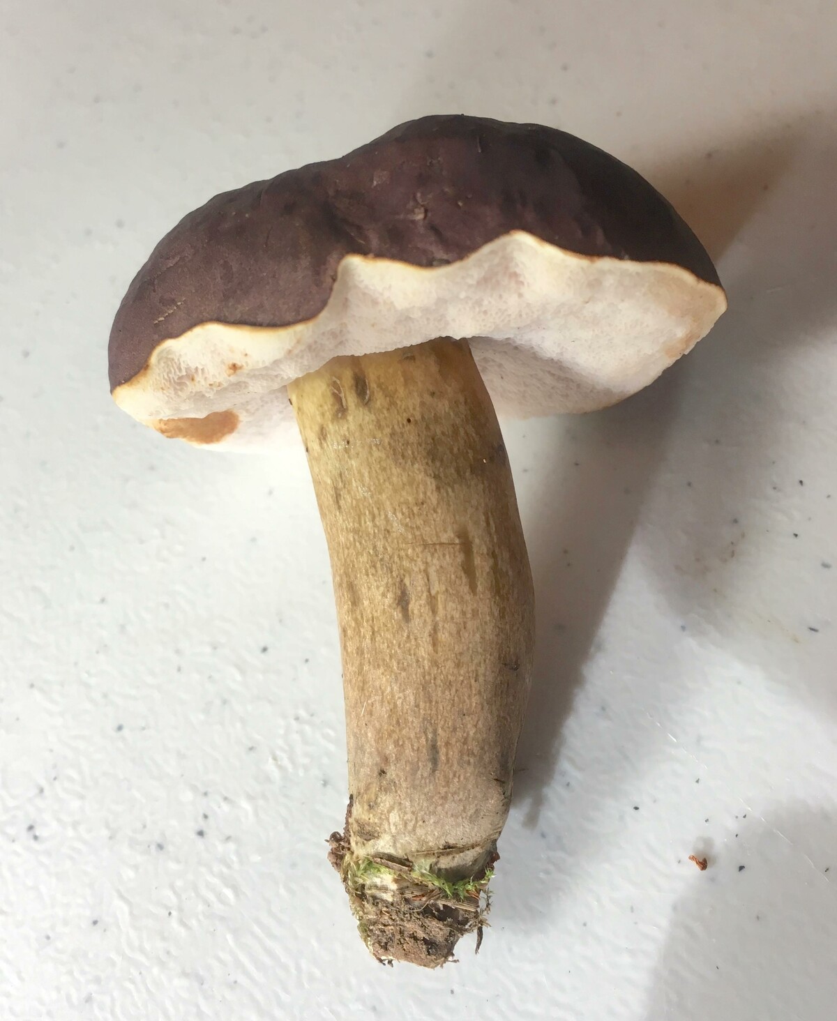 Tylopilus rubrobrunneus image