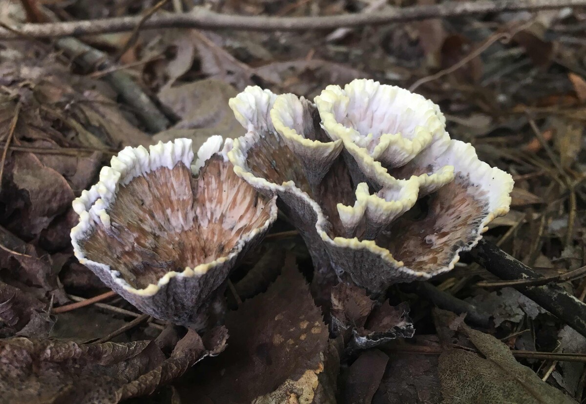 Thelephoraceae image