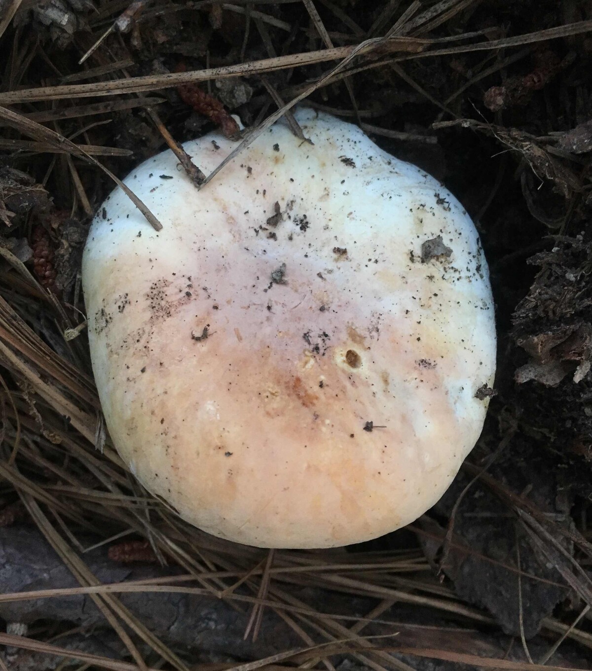 Lactifluus allardii image