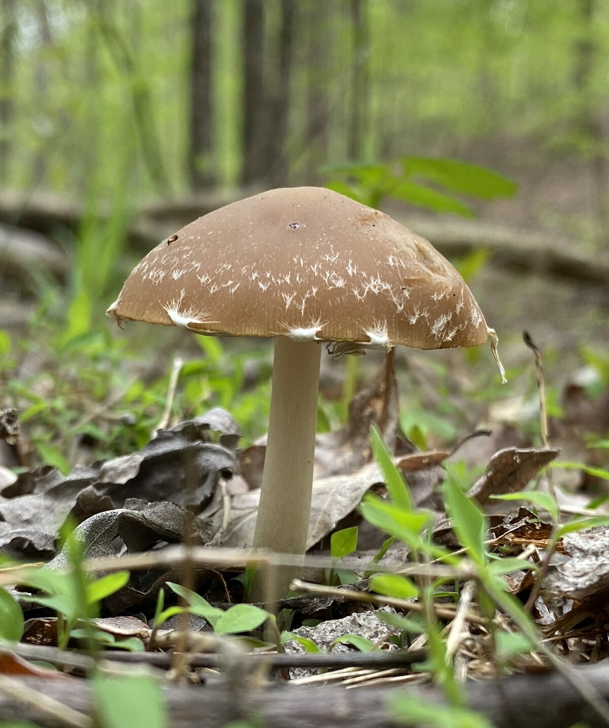 Psathyrella image