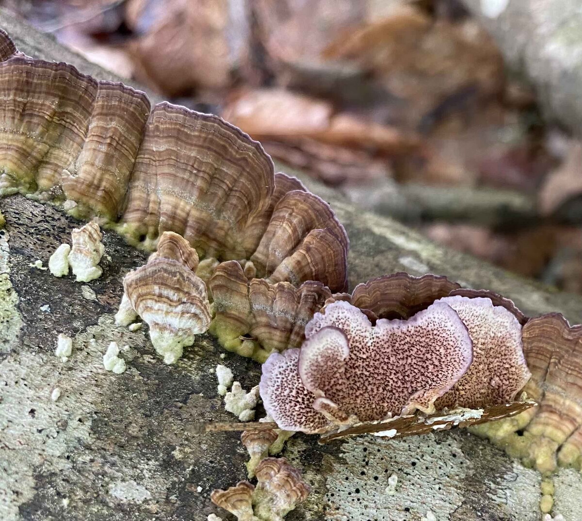 Trichaptum biforme image