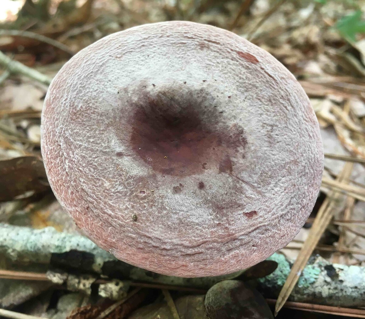 Lactifluus image