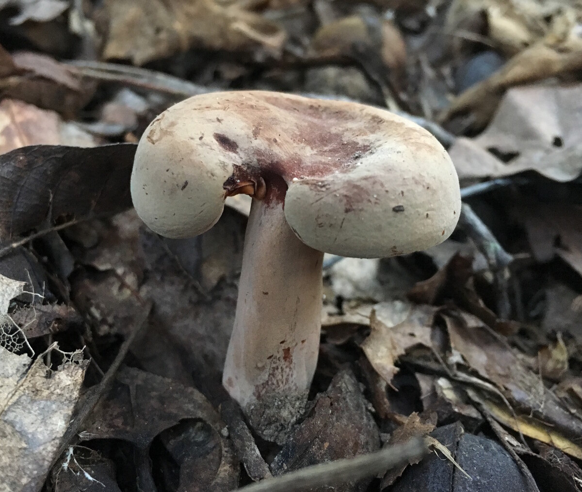 Lactifluus corrugis image