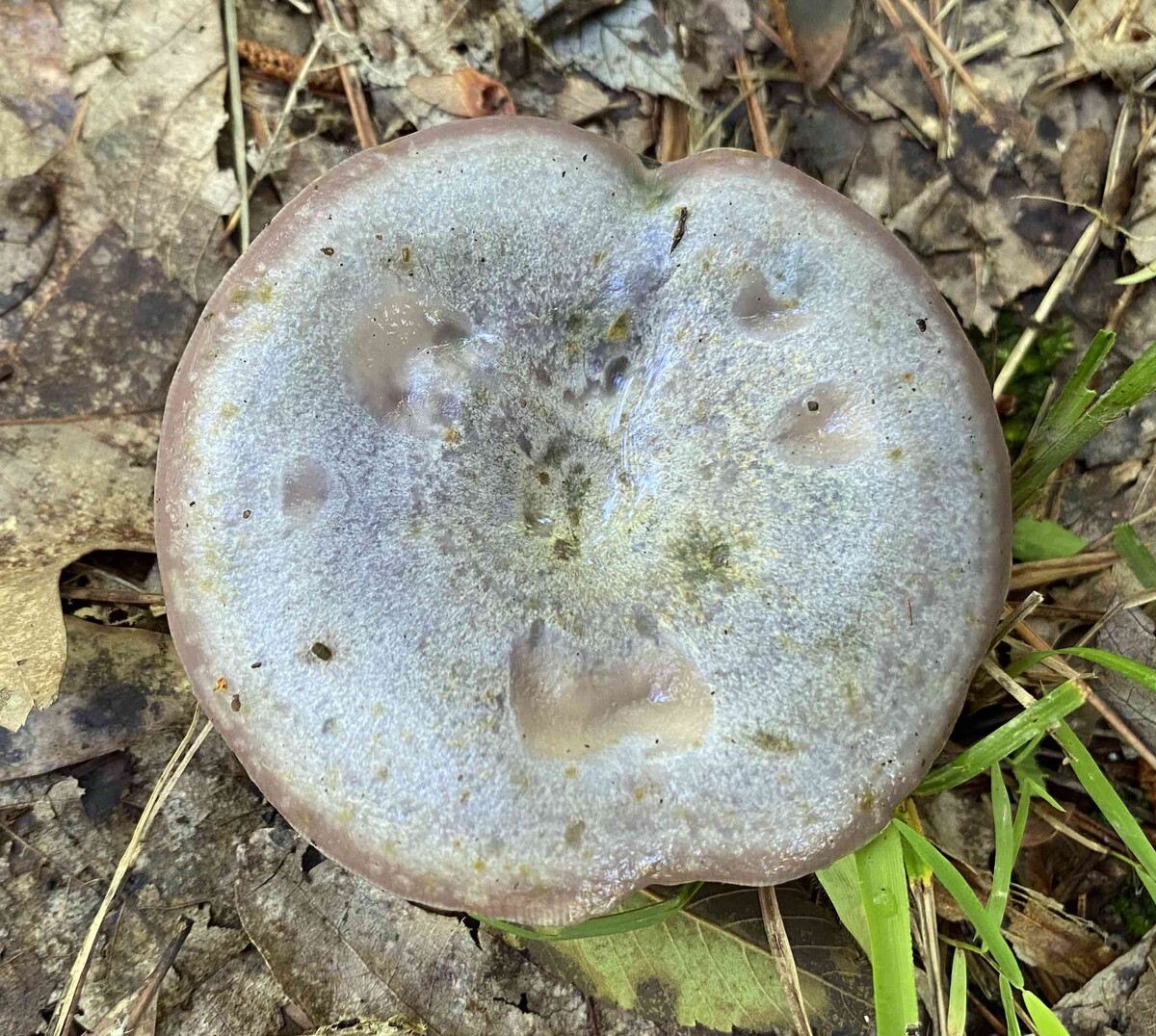 Lactarius paradoxus image