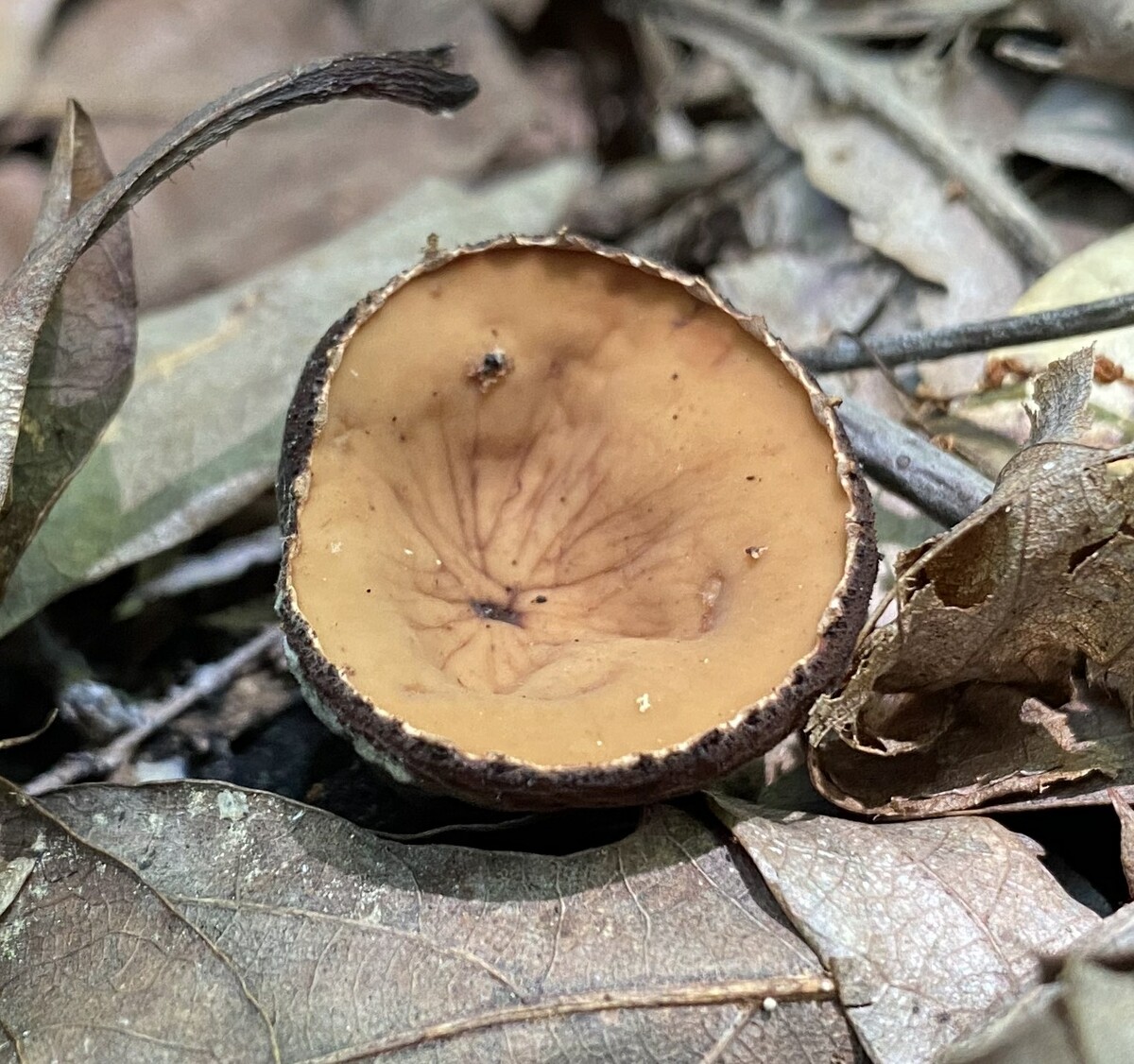 Sarcosomataceae image