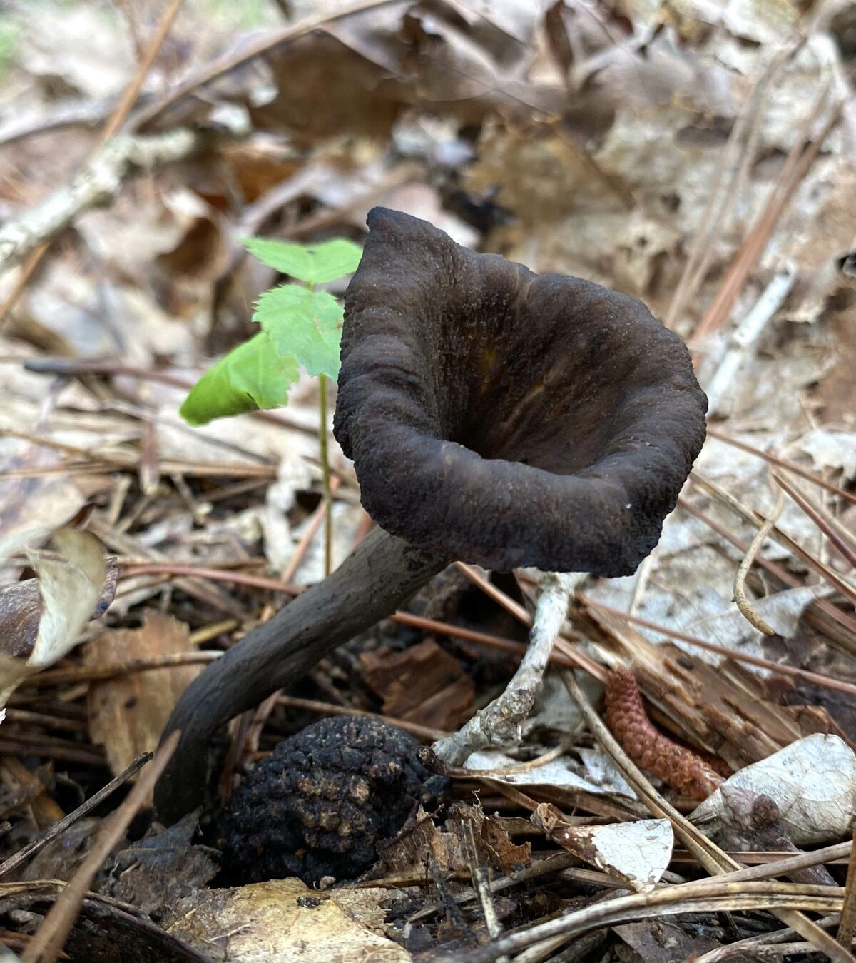 Craterellus cornucopioides image