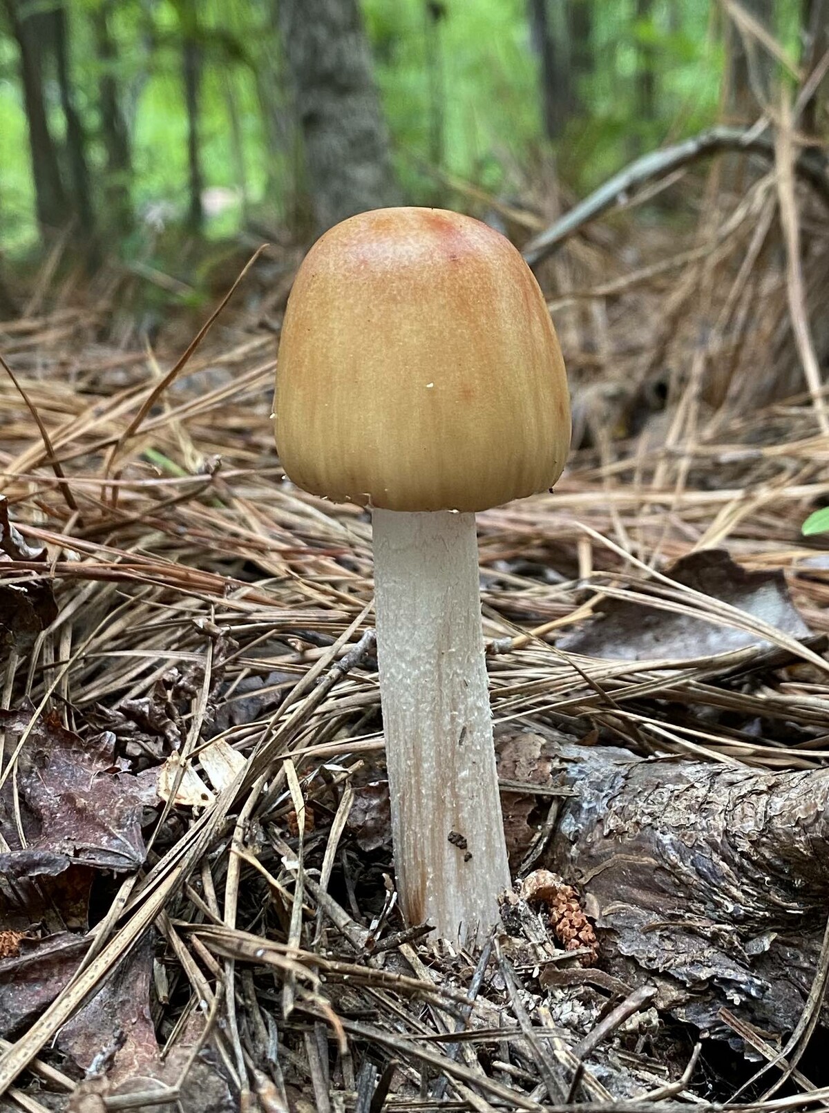 Amanita amerirubescens image