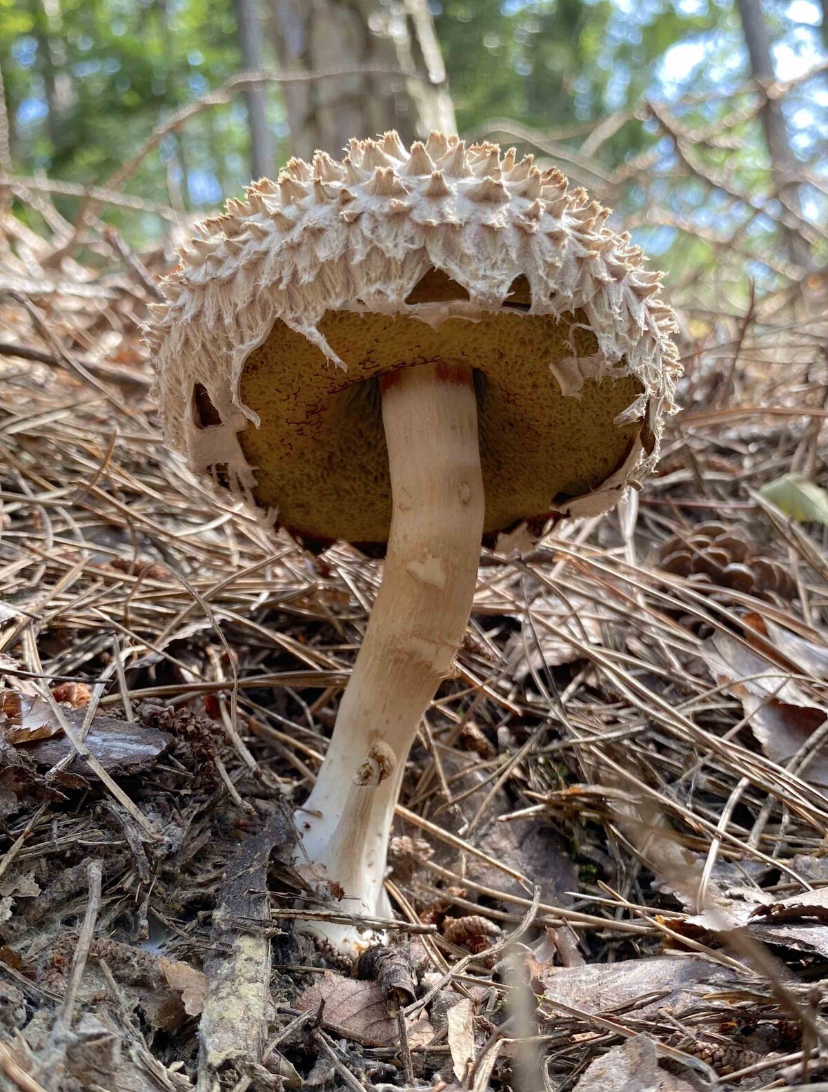 Boletellus ananas image