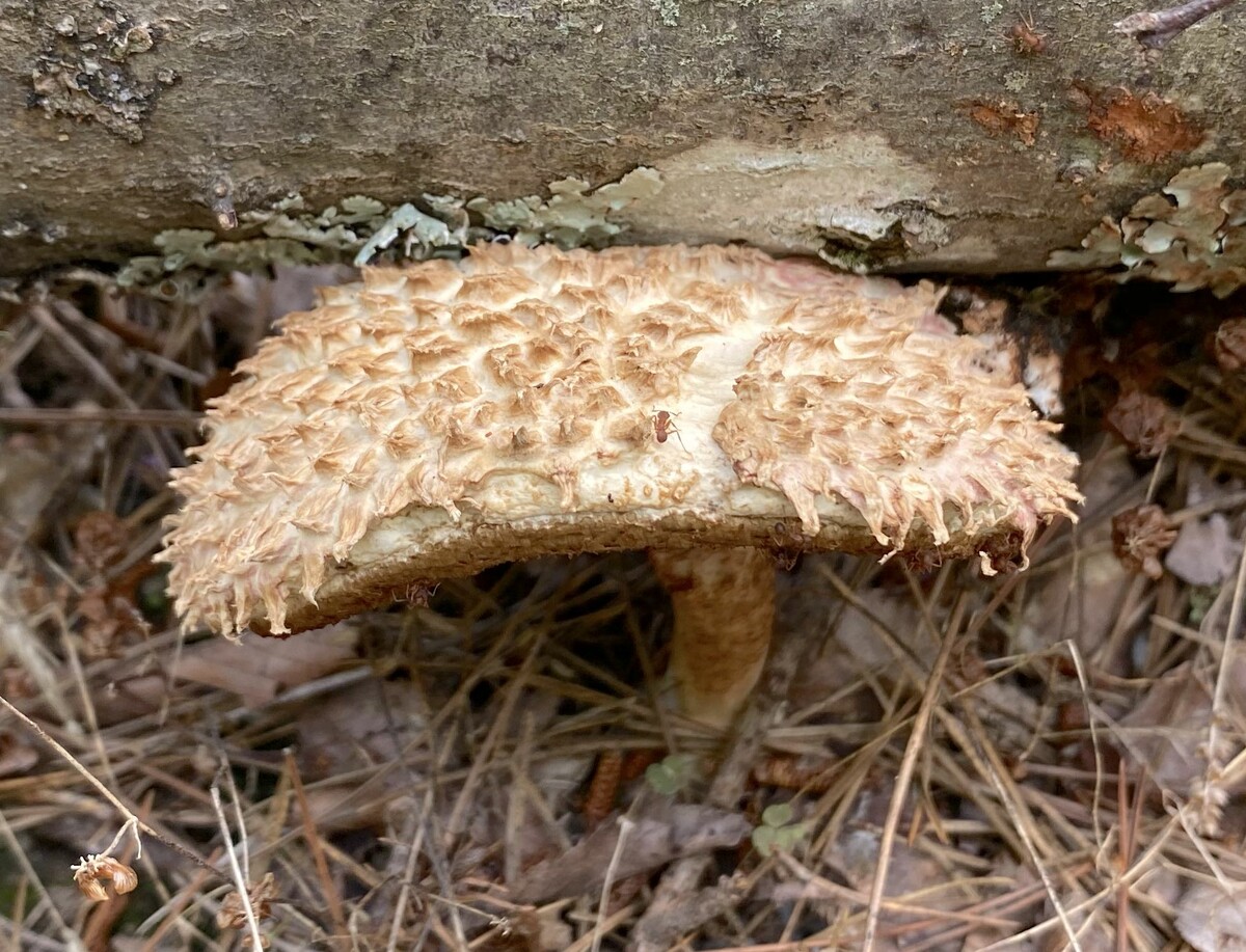 Boletellus ananas image