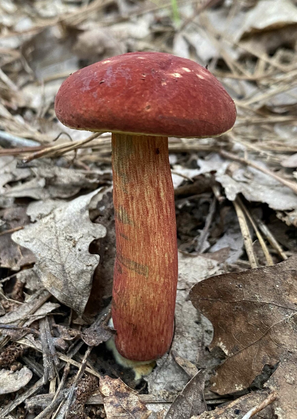 Pulchroboletus sclerotiorum image