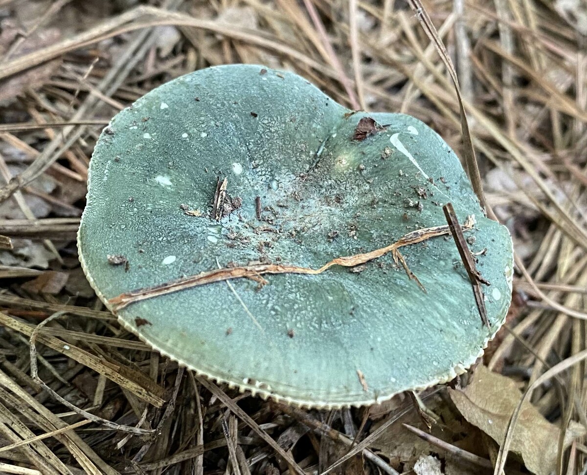 Russula subgraminicolor image