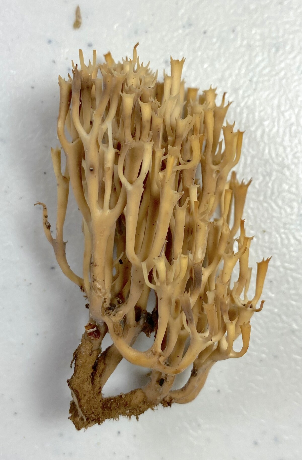 Artomyces image