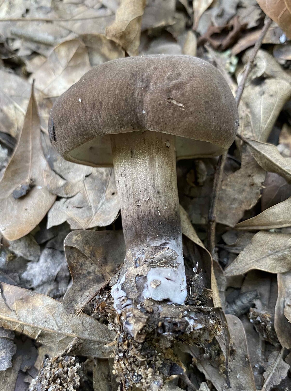 Tylopilus atronicotianus image