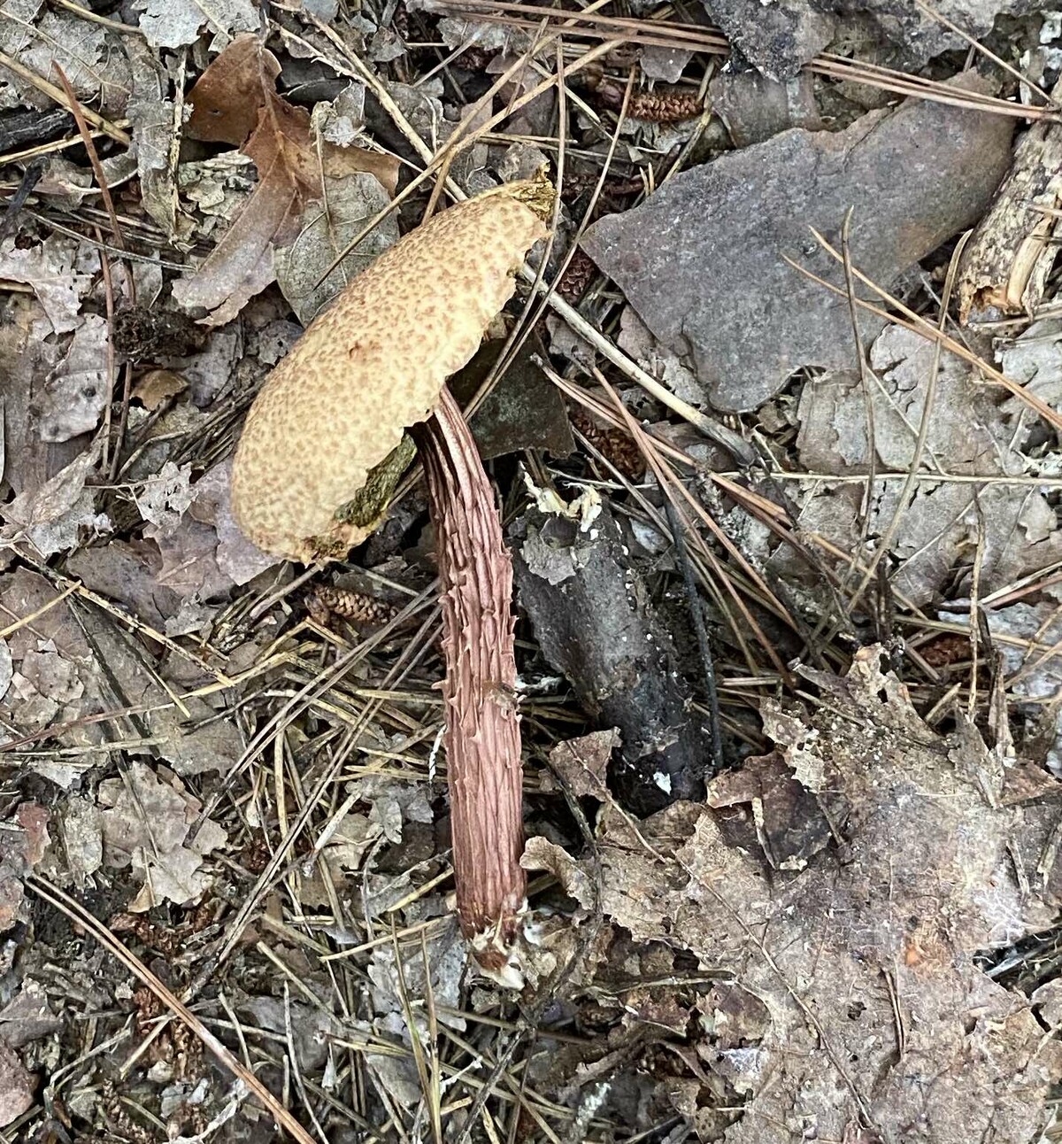 Aureoboletus image