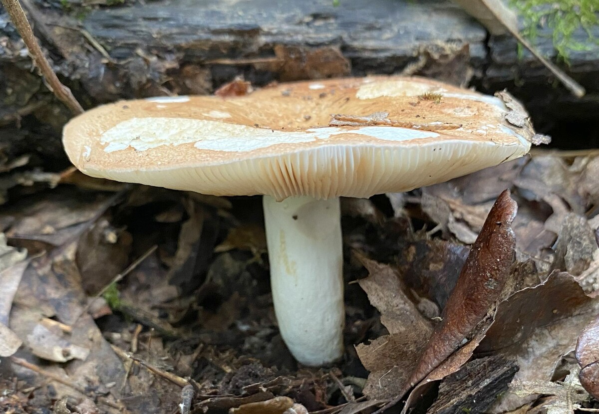 Russula compacta image