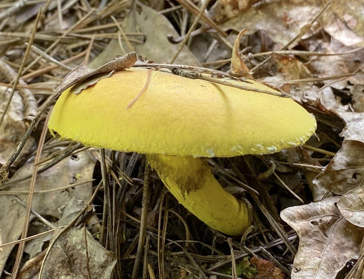 Pulveroboletus ravenelii image