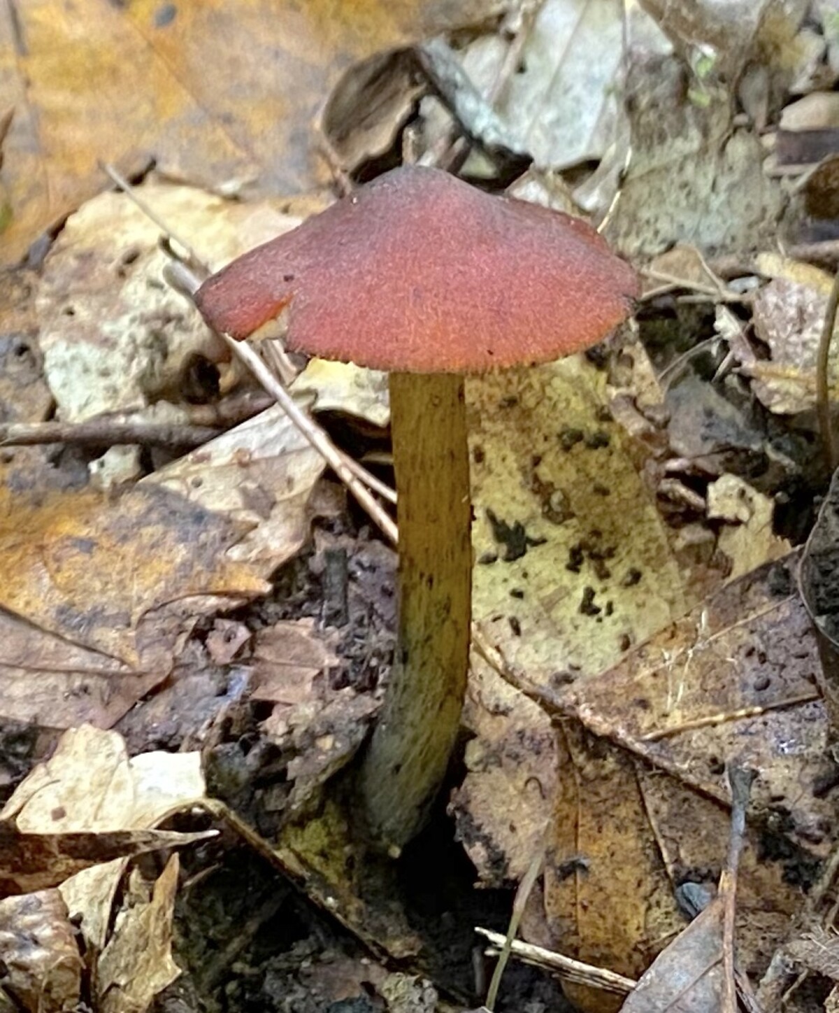 Hygrocybe image