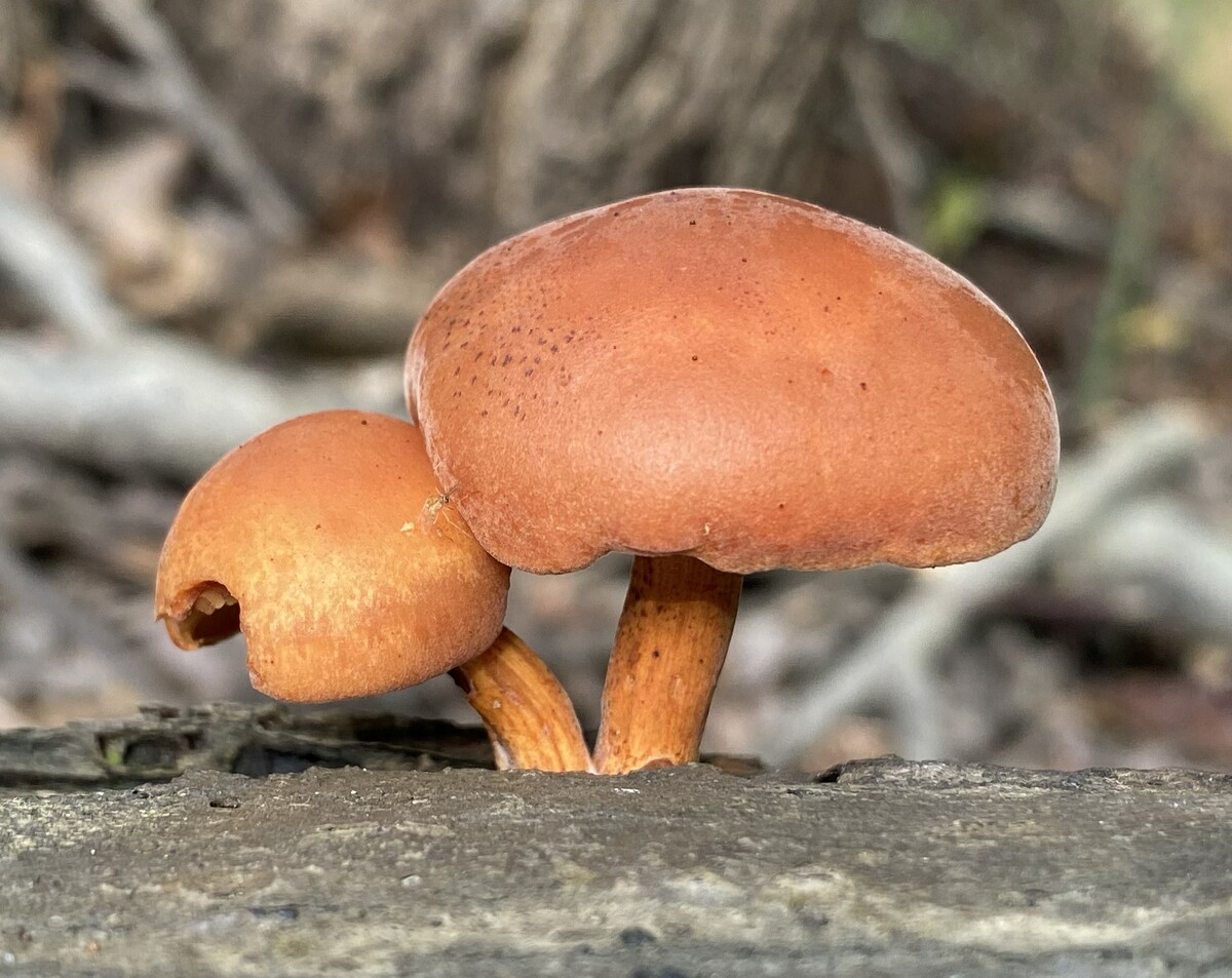 Gymnopilus liquiritiae image