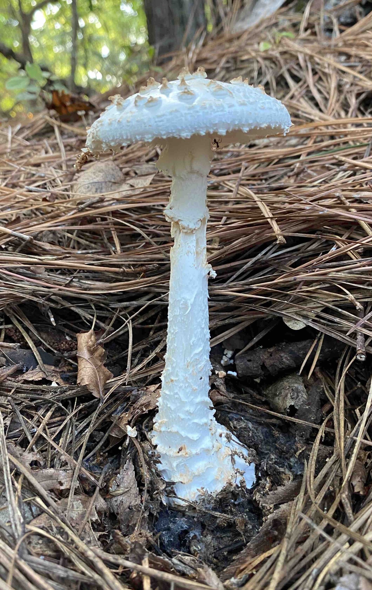 Amanita subcokeri image